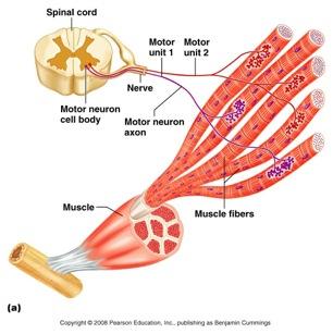 Motor Unit = All muscle fibers that are controlled by a single motor neuron (axon) The lower the ratio of muscle fibers to neurons, the more precise the
