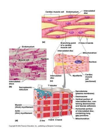 Cardiac Muscle Form the Myocardium Striated, involuntary Single cells Branched extensively Joined with Intercalated Disks