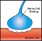 Nerve and Blood Supply Skeletal muscles are rich in nerves and blood vessels.