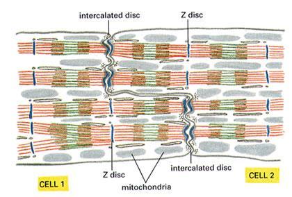 scalariform shape of cell ends fasciae adherentes (adhesion of cells) Nexus (quick