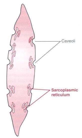 Leiomyocyte Caveolae are equivalent to