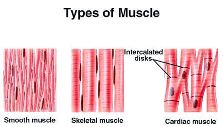 rhabdomyocyte MUSCLE CELLS (-myocytes)