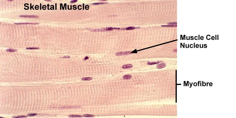 (beneath sarcolemma), myofibrils show cross striation