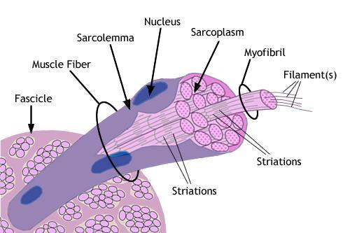 Structure or rhabdomyocyte Sarcolemme + t-tubules, In sarcoplasm: Nuclei,