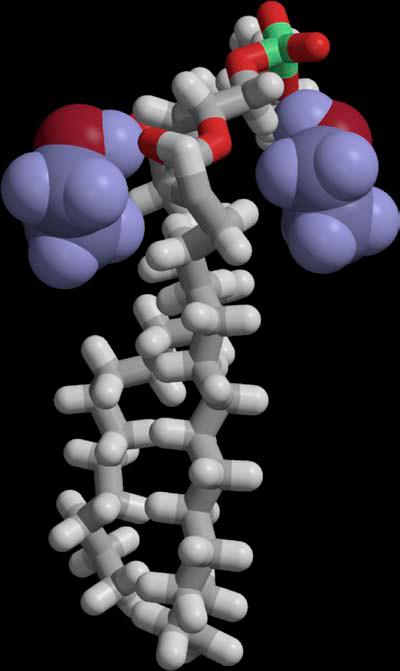 For the simulations with ethanol, a direct visual inspection of the atom positions shows that ethanol molecules are located close to the ester oxygens of the lipids (see Fig. 10).