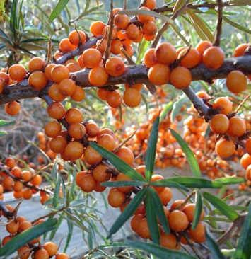 Sea Buckthorn Oil Mucous membranes are not just found in the mouth and the eyes Also line the stomach and intestines Sea buckthorn oil accelerates the healing process of damaged