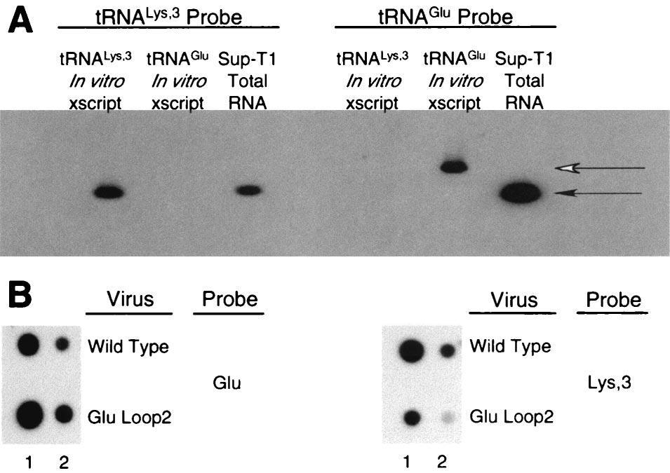 VOL. 77, 2003 HIV-1 THAT USES trna Glu FOR REPLICATION 8763 FIG. 5. Analysis of intracellular and HIV-1 virion-associated trna Lys 3 and trna Glu. (A) Analysis of trna from SupT1 cells.
