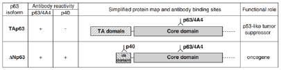 p40 (ΔNp63) Napsin A Marker AdCA (% positive) SCC (% positive) p63 31 100 54 p40 3* 100 0 * Each 1 5% cells staining TTF 1+/p40 AdCA TTF 1 /p40 AdCA Bishop TTF 1 /p40+ JA, et al.