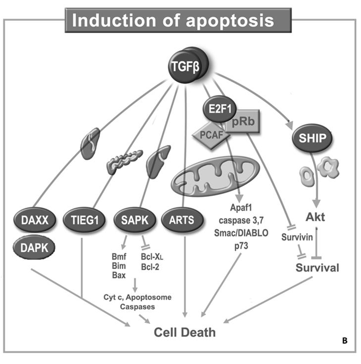 TGFβ and Tumor Suppression 1- Cell Cycle Arrest 2- Apoptosis 3- Immortality Lebrun, JJ. ISRN Molecular Biology, vol. 2012, Article ID 381428, 28 pages, 2012.