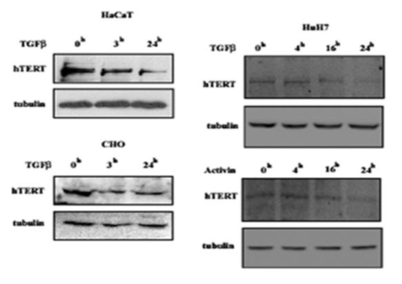 template Protein htert Add telomeric repeat (TTAGGG) TGF Represses