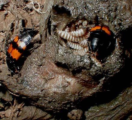 reversal Giant water bugs Hemiptera: