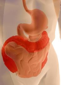 3) Small Intestine Large Intestine: The large intestine is the last part of the digestive tube and the location of terminal phases of digestion.