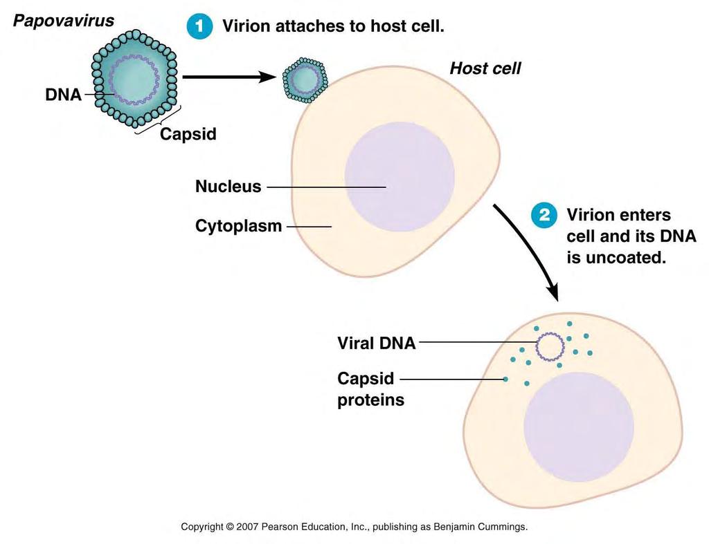 Life Cycle of a DNA Virus following attachment & entry, DNA is uncoated & transported to