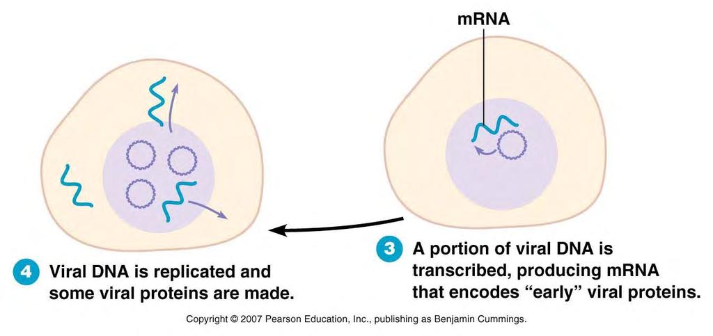 early viral genes are transcribed in nucleus early viral gene products facilitate copying of viral DNA, expression of