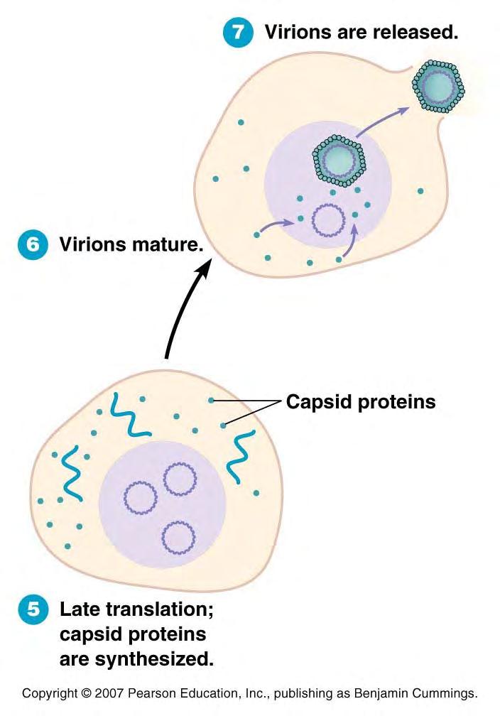 capsid proteins (products of viral late genes) are transported into the nucleus virions self assemble