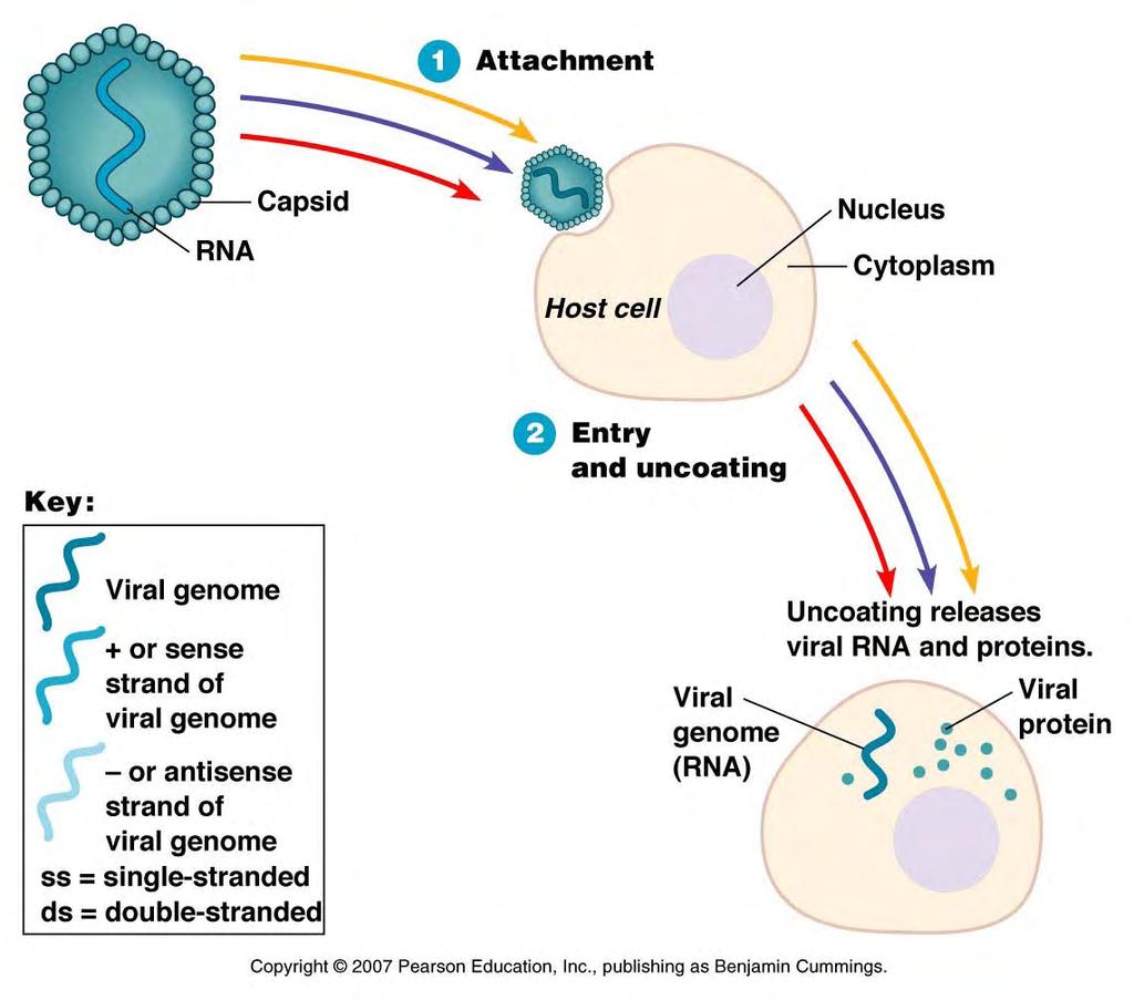RNA Virus Life Cycle attachment, entry & uncoating of