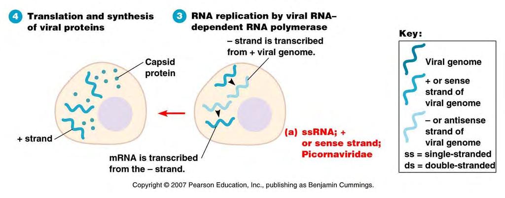 Biosynthesis for + strand Viruses original + strand is used directly to express (translate) RNA-dependent RNA polymerase RNA-dependent