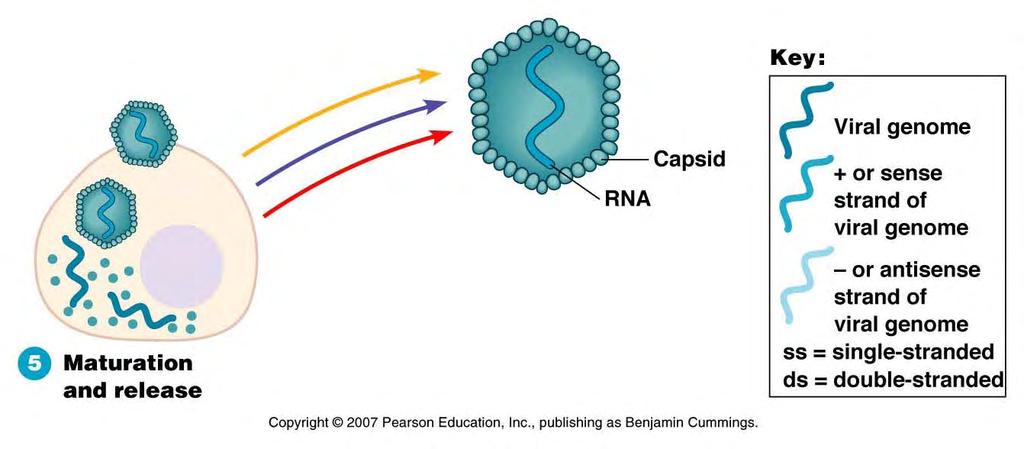 Maturation & Release capsid proteins self assemble with +, or both strands