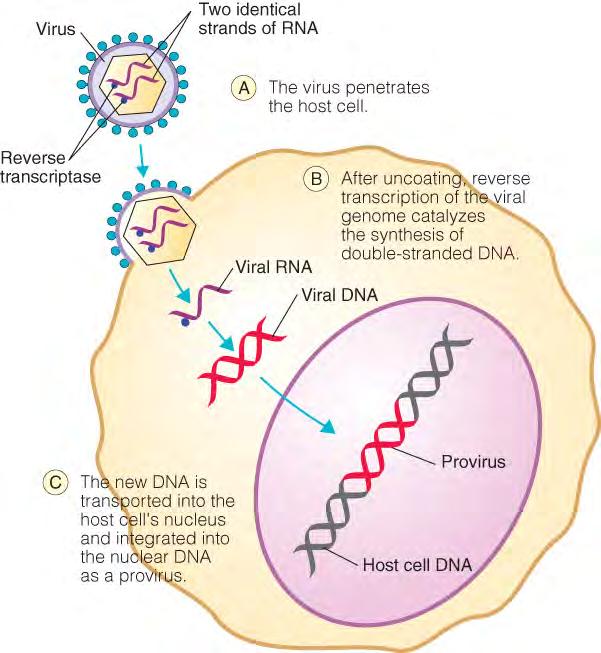 Life Cycle of a Retrovirus once provirus is generated,