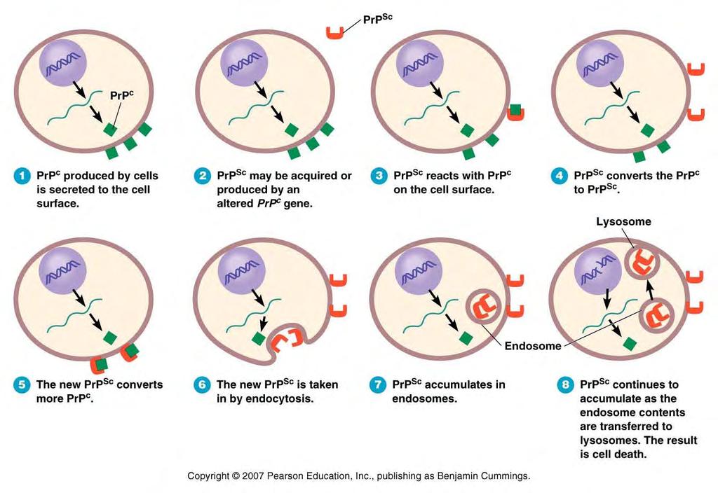 Model of Prion based Illness contact between PrP C & PrP