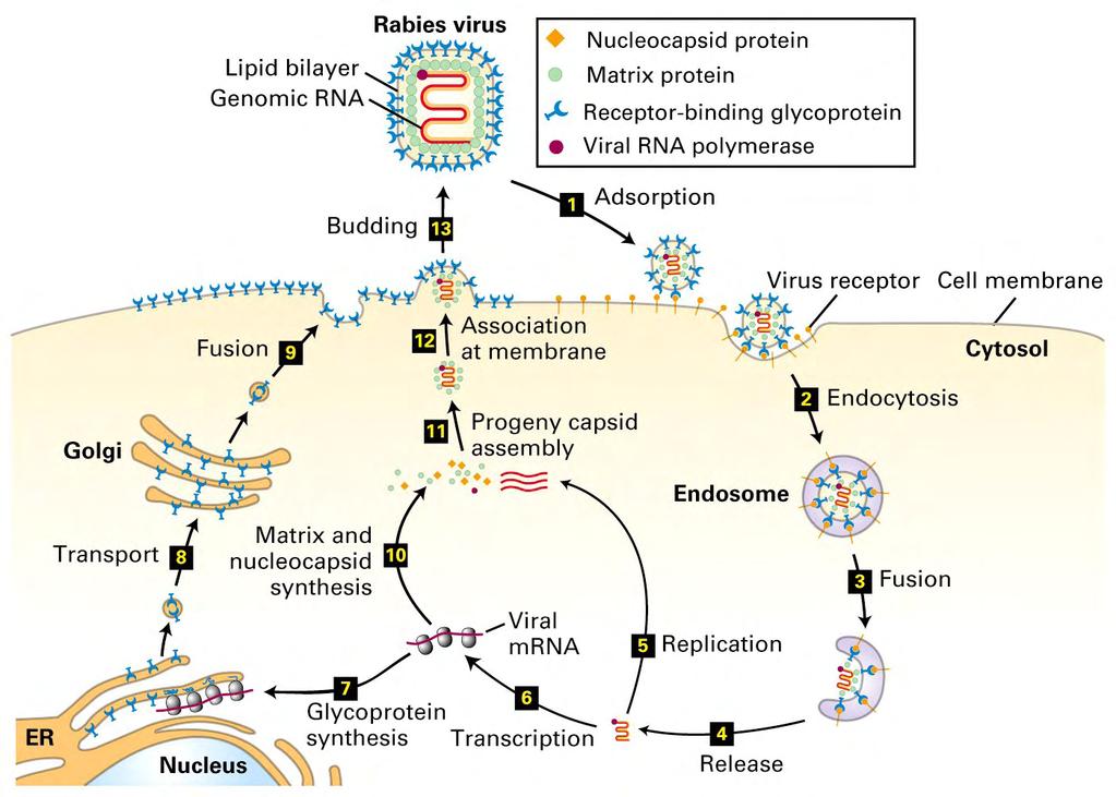 Viral Life Cycle in