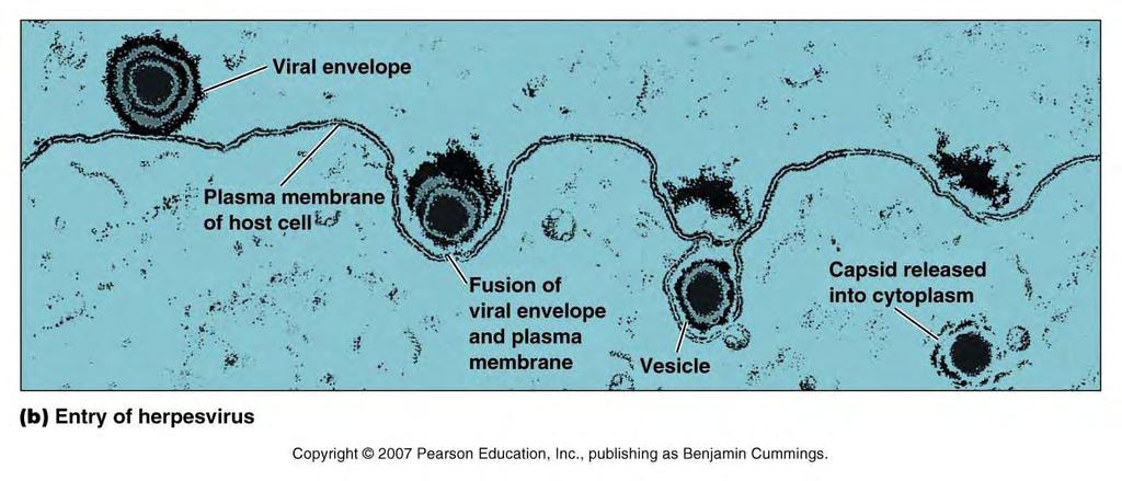 Entry by Fusion Following attachment, some enveloped viruses gain entry by fusion of the envelope w/plasma membrane