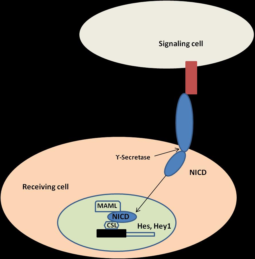 21 Figure 1.5: The Notch signaling pathway (Adapted from Wang et al. 2010).