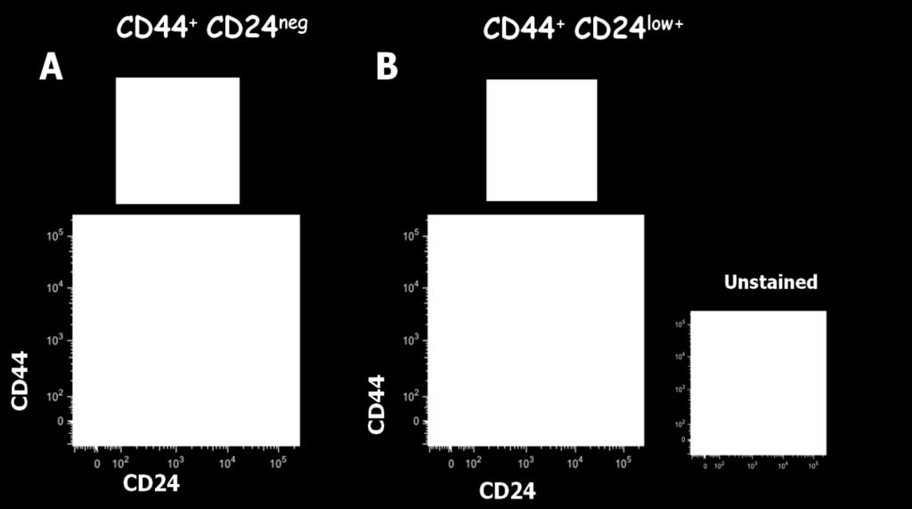 50 The progeny generated from seeding isolated CD44 + CD24 low+ or CD44 + CD24 neg cells at single cell density in mammospheres assays were analyzed from dissociated spheres.