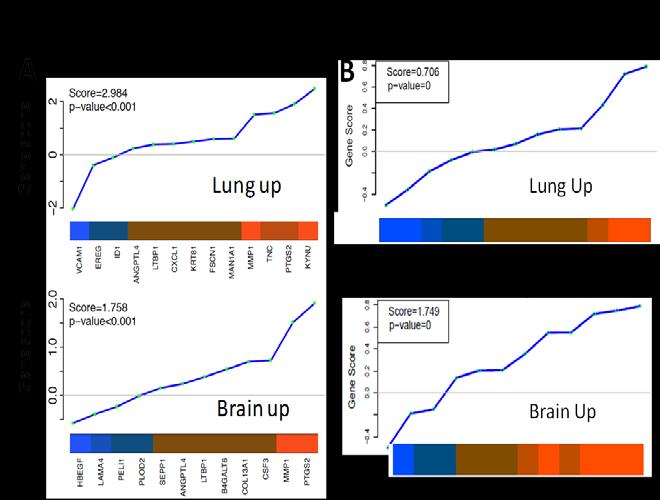 54 3.3.5 CD44 + CD24 low+ cells Preferentially Express Lung and Brain Metastatic Profiles Given the difference in metastatic potential of the two populations, gene expression profiles were compared