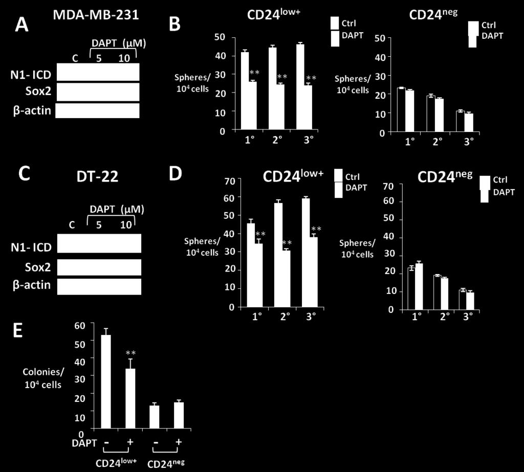As expected from the findings above, the γ-secretase inhibitor, DAPT, not only significantly reduced N1-ICD in CD44 + CD24 low+ from both MDA-MB-231 and DT22, but notably reduced Sox2 (Figure 3.