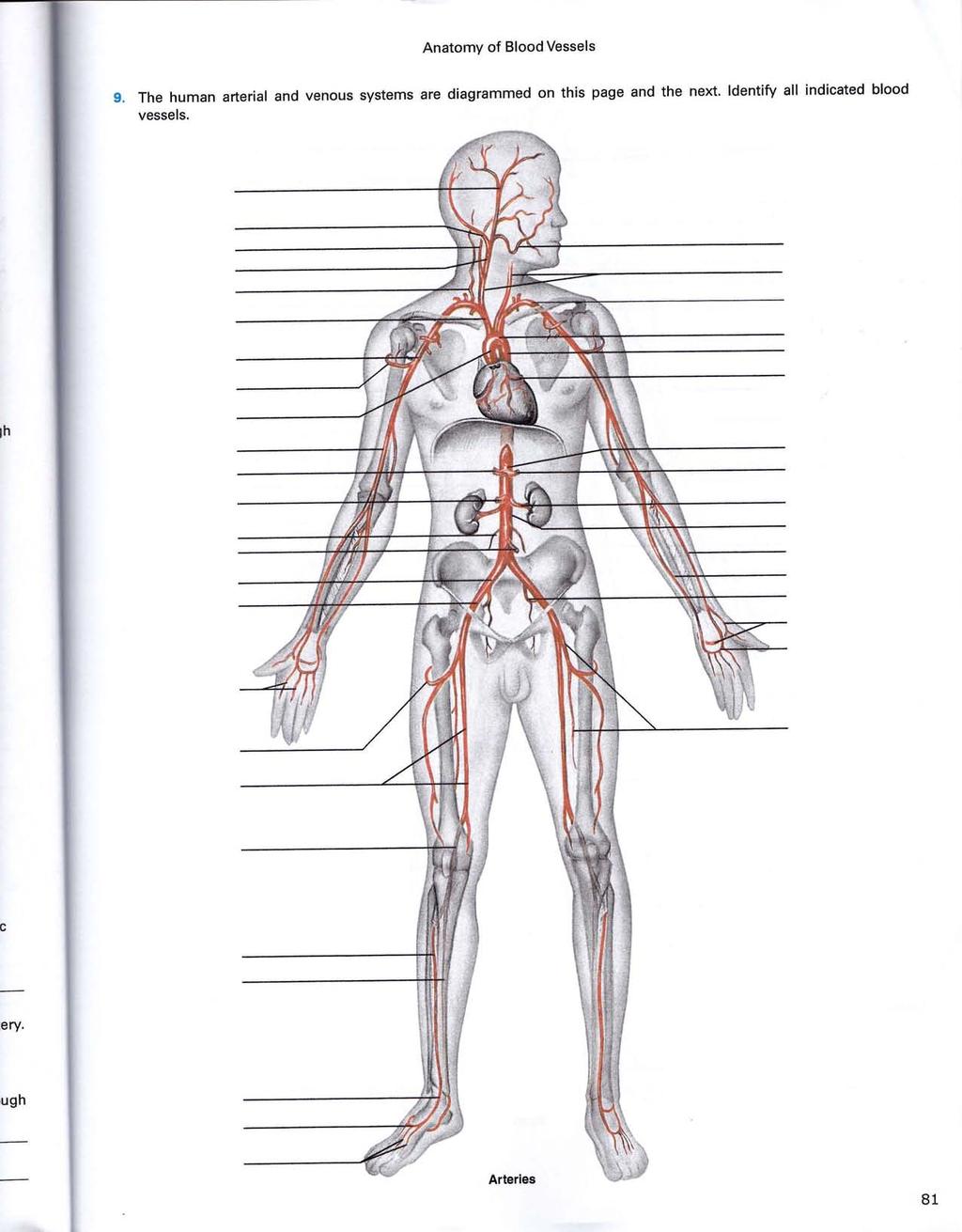 AnatomY of Blood Vessels The human arterial venous systems are