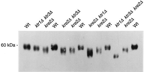15528 Yeast Ktr1p and Ktr3p Mannosyltransferases FIG. 1.Detection of Kre9p synthesized in different yeast null mutants.