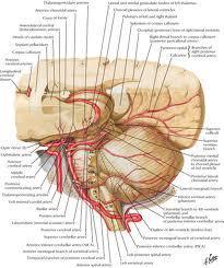 Symptoms by Location Posterior Circulation Balance or Gait changes (dizziness, spinning sensation, vertigo,