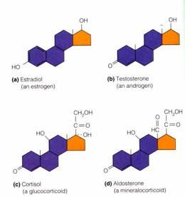 Summary Principles of Building Polymers Directional assembly from simple units Requires energy input ondensation dehydration reactions ormones: Signal
