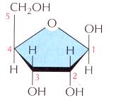 . Glycerol - 3 arbon Sugar with alcohol in place of an aldehyde b.