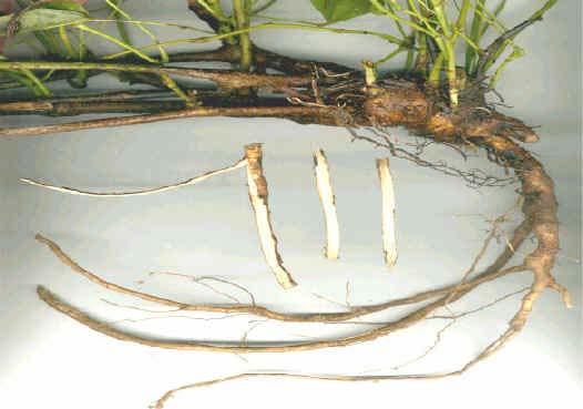 Kudzu root (Radix Puerariae) as a dietary supplement