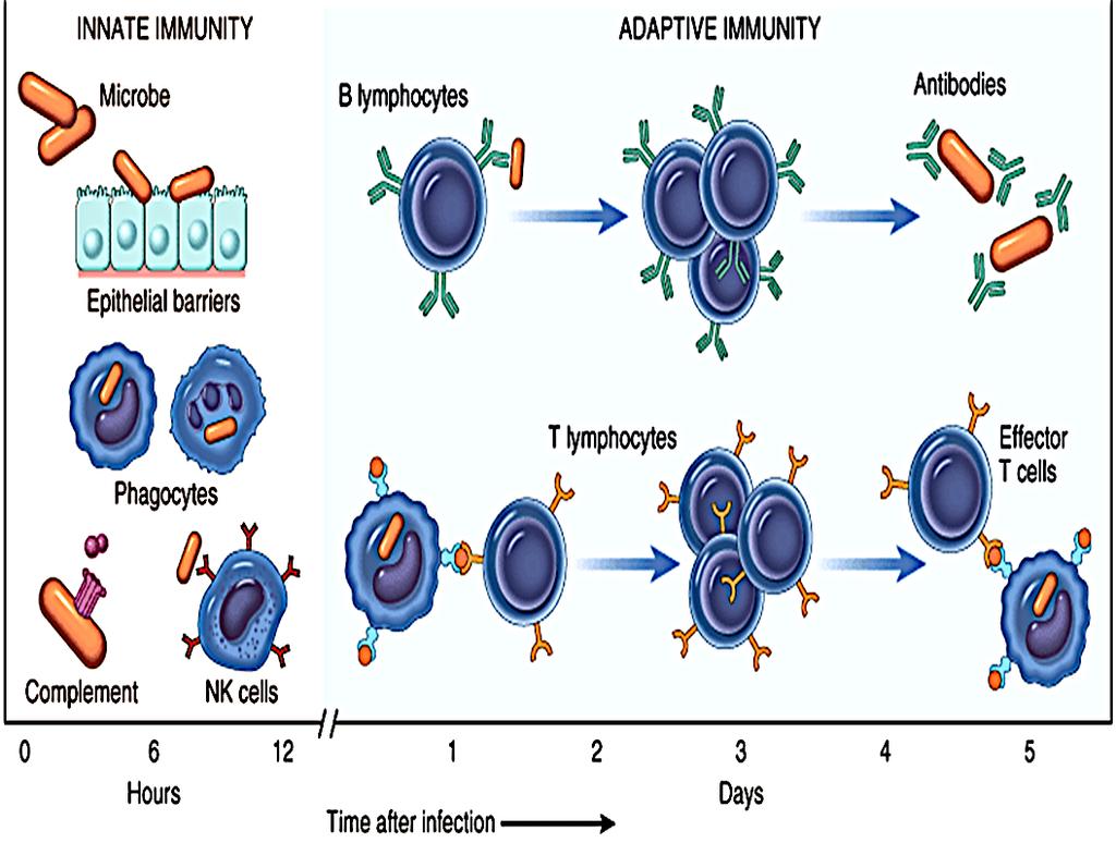 Model of Immune Response: Speed