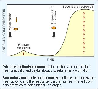 Cell mediated immunity When antibody mediated immunity is ineffective When foreign organisms have