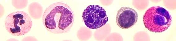 Test yourself Name the leukocytes!