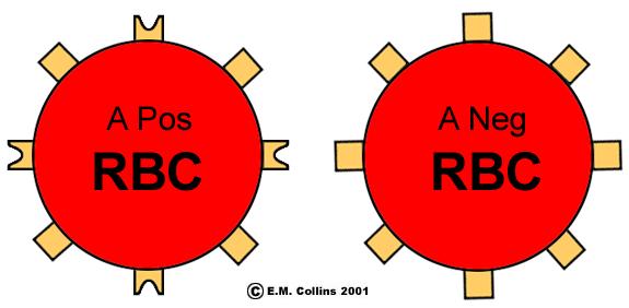 Three different types of blood antibodies that circulate in the plasma Each antibody has two combining sites where it attaches to the complimentary antigen on the surface of a red blood cell (RBC)