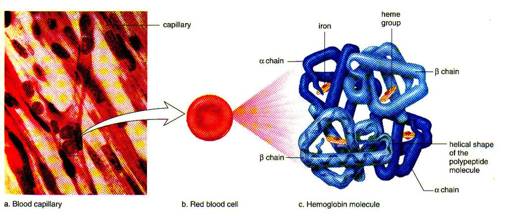 haemoglobin Respiratory pigment because it transports oxygen A red blood cell contains about 200 million haemoglobin molecules If this much