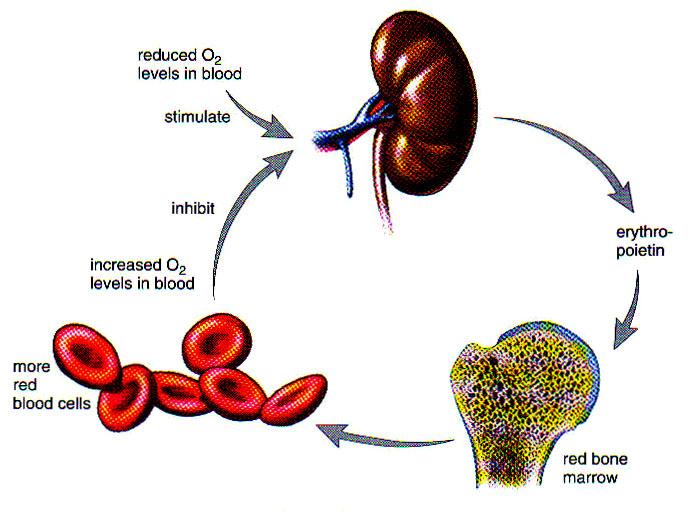 Anemia The number of red blood cells produced increases whenever arterial blood carries a reduced amount of oxyge