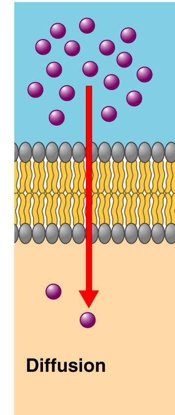 So, if particles can move passively along a concentration gradient how do they cross a plasma membrane?