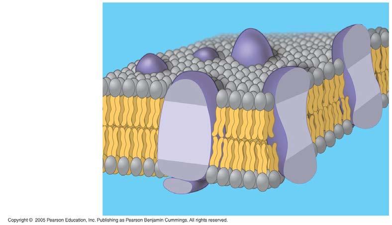Fluid Mosaic Model In 1972 and proposed that the membrane proteins were scattered,