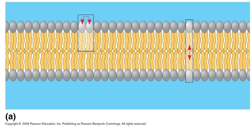 Membrane fluidity The fluid mosaic model allowed for the membranes to
