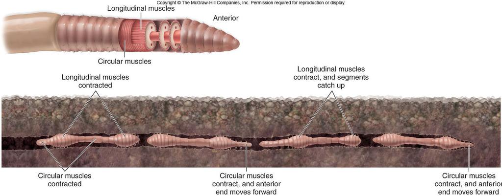 found primarily in soft-bodied invertebrates, both terrestrial and aquatic Locomotion in earthworms -Involves a fluid-filled central cavity and surrounding