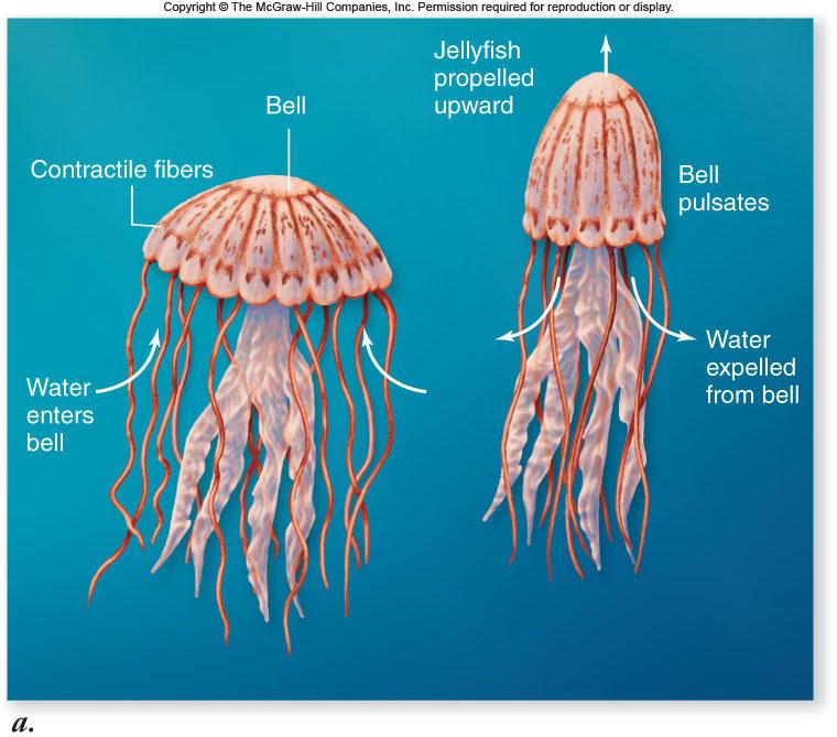 Hydrostatic Skeletons Locomotion in aquatic invertebrates -Occurs by fluid ejections or jetting -Jellyfish produce regular pulsations in bell -Squeezing
