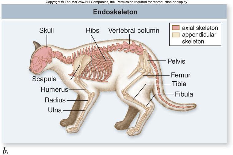 living tissues -They can change and remodel in response to injury or physical stress 9 10 Endoskeletons The vertebrate endoskeleton is divided into: -Axial skeleton = Forms axis of