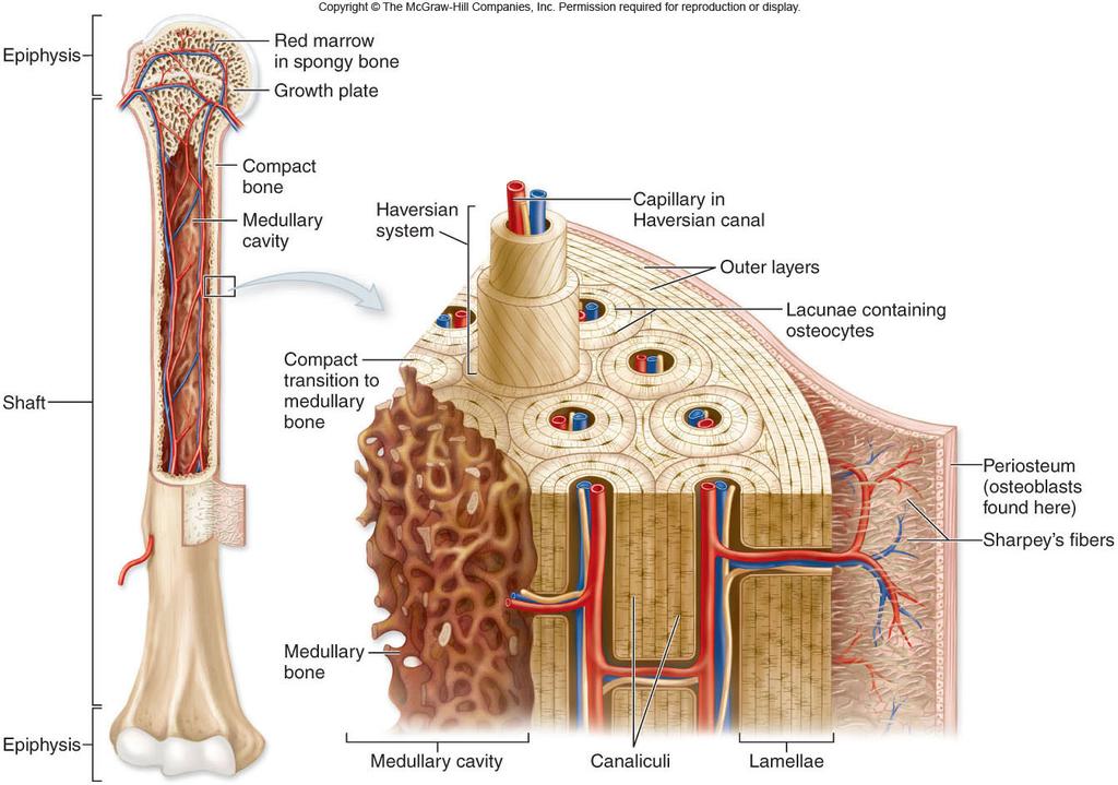 Bone Structure In most mammals, bones retain internal blood vessels and are called vascular bones -These typically have osteocytes and are also called cellular bones -Vascular bone has a special