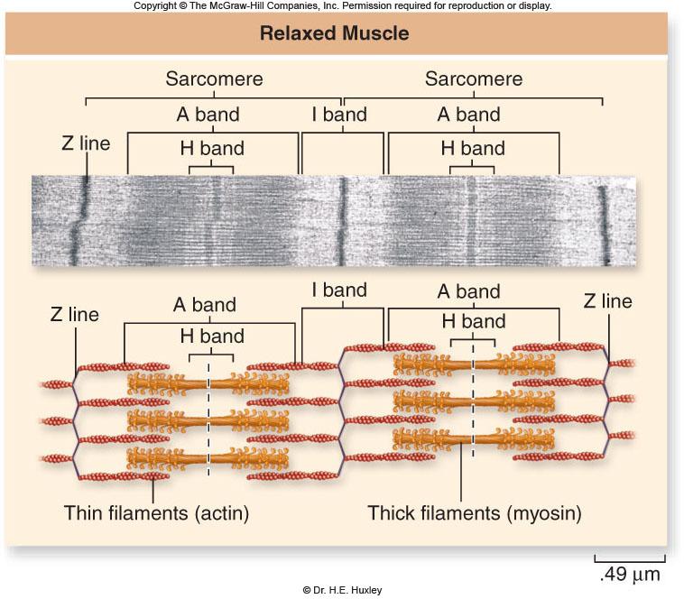 Skeletal Muscle Structure A bands = Stacked thick & thin myofilaments -Dark bands H bands = Center of the A band, consisting of thick bands only I bands =